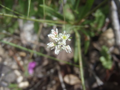 Eriogonum pharnaceoides