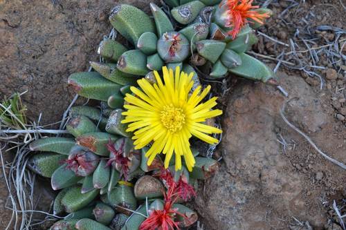 Rabiea albipuncta