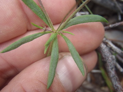 Eriogonum pharnaceoides