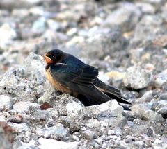 Hirundo rustica