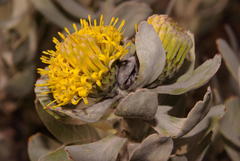 Leucospermum rodolentum