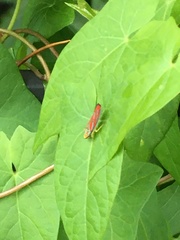 Graphocephala coccinea