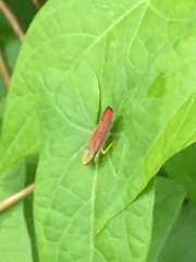 Graphocephala coccinea