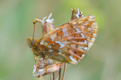 Boloria caucasica