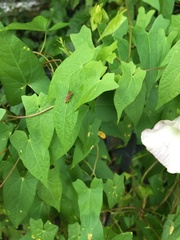 Graphocephala coccinea