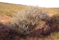 Leucospermum rodolentum