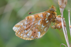 Boloria caucasica
