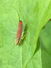 Graphocephala coccinea