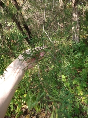 Juniperus virginiana