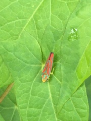 Graphocephala coccinea