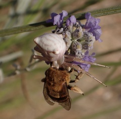 Amegilla garrula