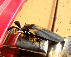 Lamprocera flavofasciata