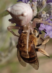 Amegilla garrula