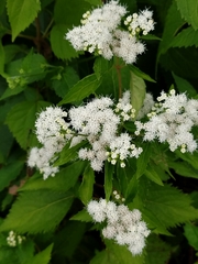 Ageratina altissima