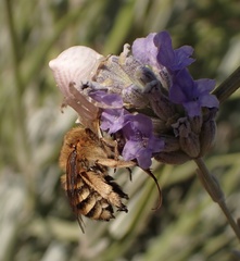 Amegilla garrula