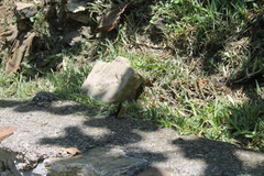 Doxocopa laurentia cherubina