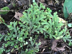 Selaginella eurynota