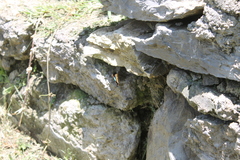 Doxocopa laurentia cherubina