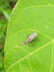 Diptera
