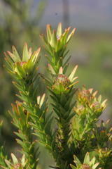 Leucadendron stellare