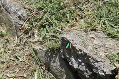 Doxocopa laurentia cherubina