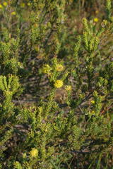 Leucadendron stellare