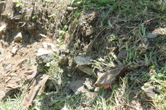 Doxocopa laurentia cherubina