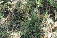 Doxocopa laurentia cherubina