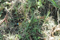 Doxocopa laurentia cherubina