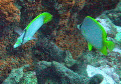 Chaetodon ocellatus