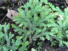 Selaginella eurynota