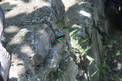 Doxocopa laurentia cherubina