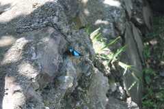 Doxocopa laurentia cherubina