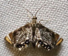 Chrysendeton nigrescens