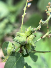 Dasineura meibomiae