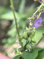Dasineura meibomiae