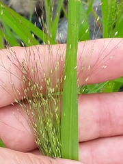 Panicum capillare