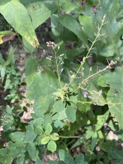Dasineura meibomiae