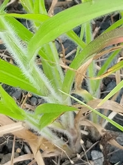 Panicum capillare