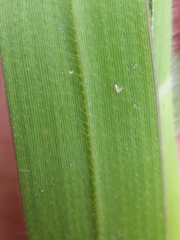 Panicum capillare