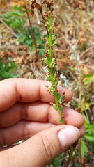 Platanthera unalascensis