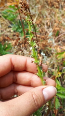 Platanthera unalascensis