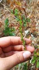 Platanthera unalascensis