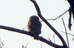 Glaucidium perlatum licua