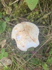 Tricholoma album