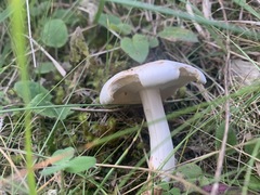 Tricholoma album