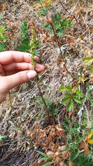 Platanthera unalascensis