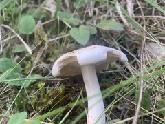 Tricholoma album