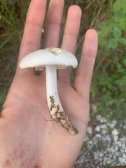 Tricholoma album