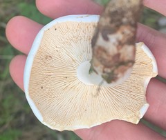 Tricholoma album